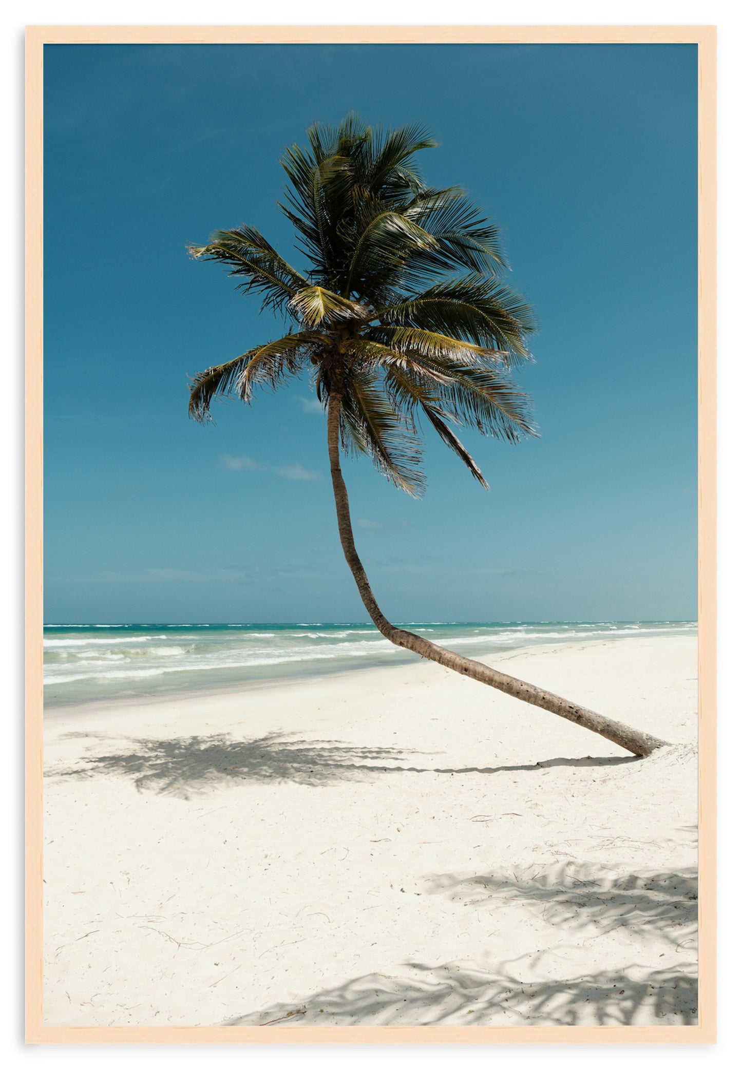 PARADISE PALM