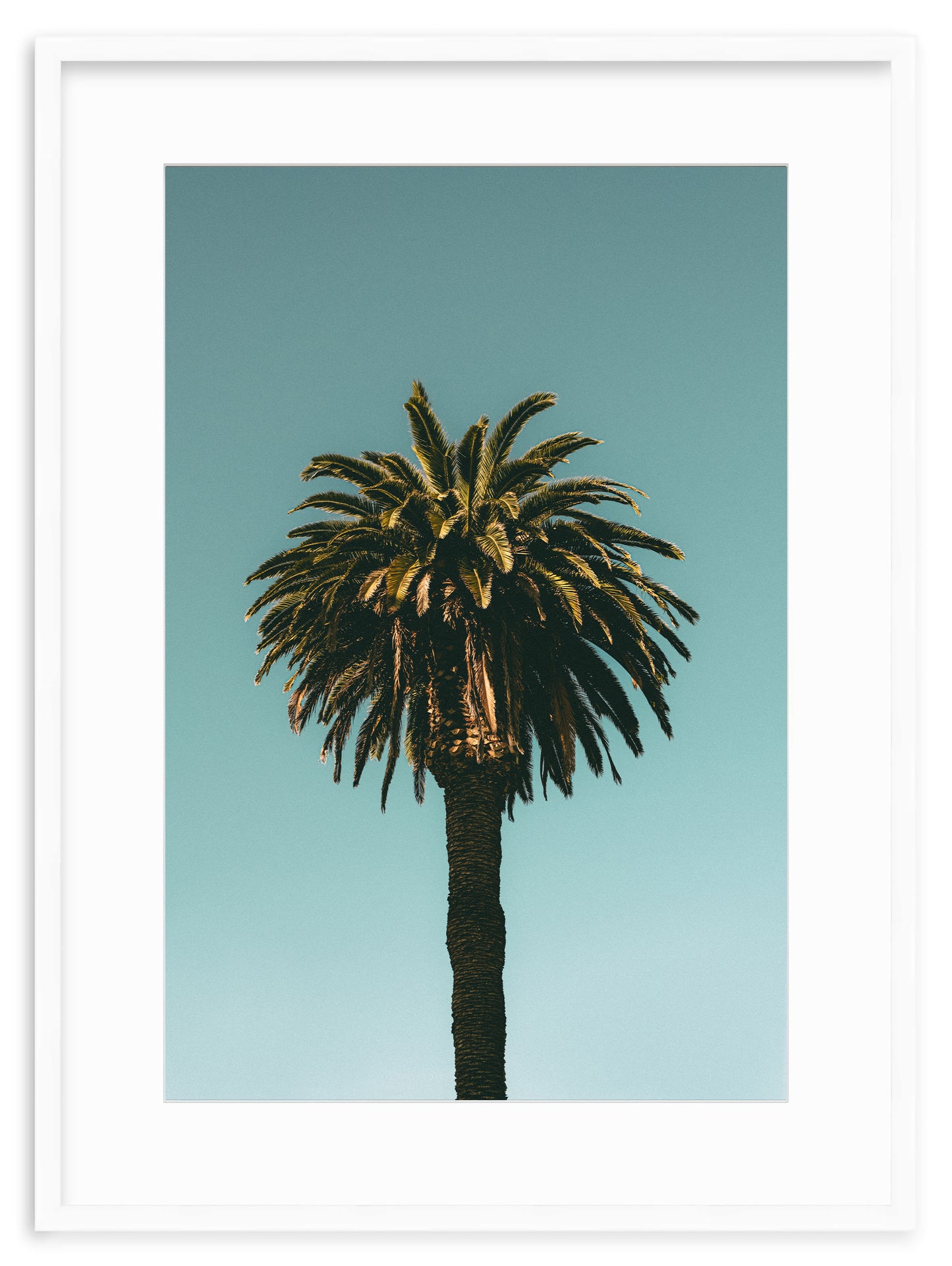 SANTA MONICA PALM II
