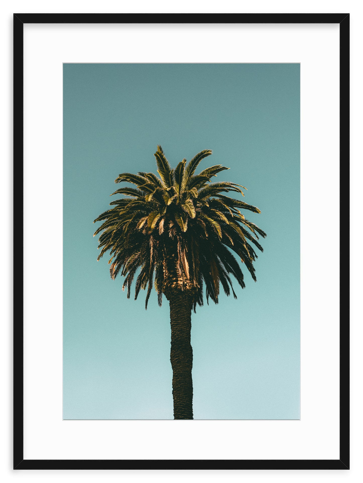 SANTA MONICA PALM II
