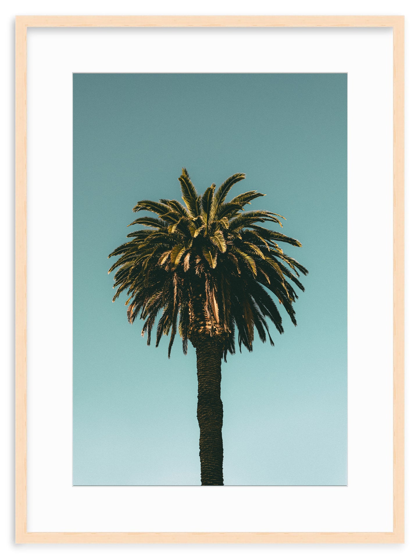SANTA MONICA PALM II