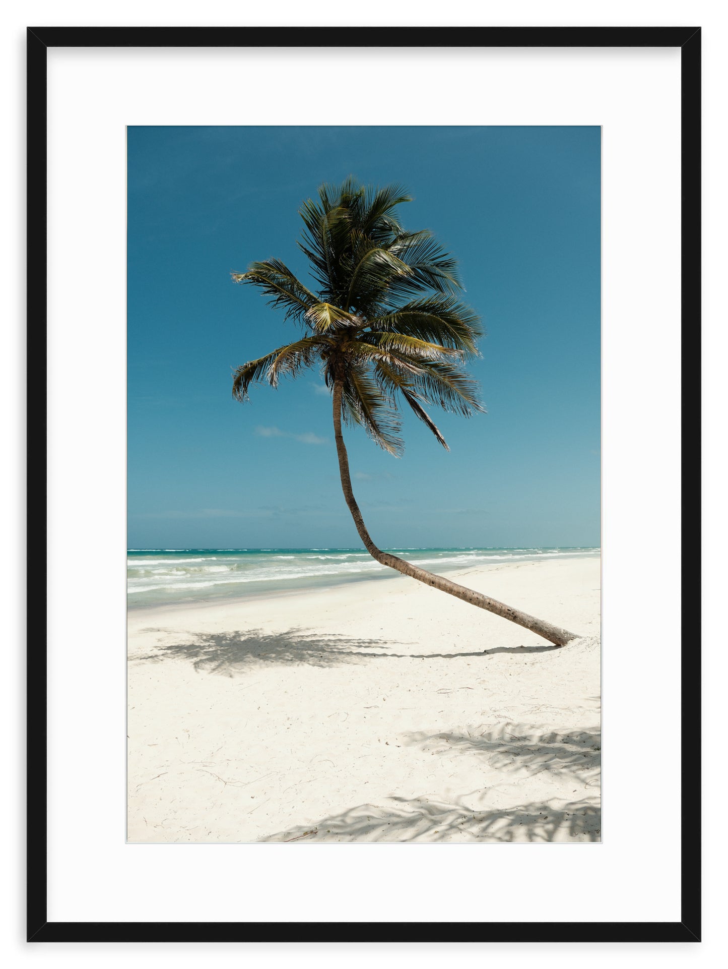 PARADISE PALM