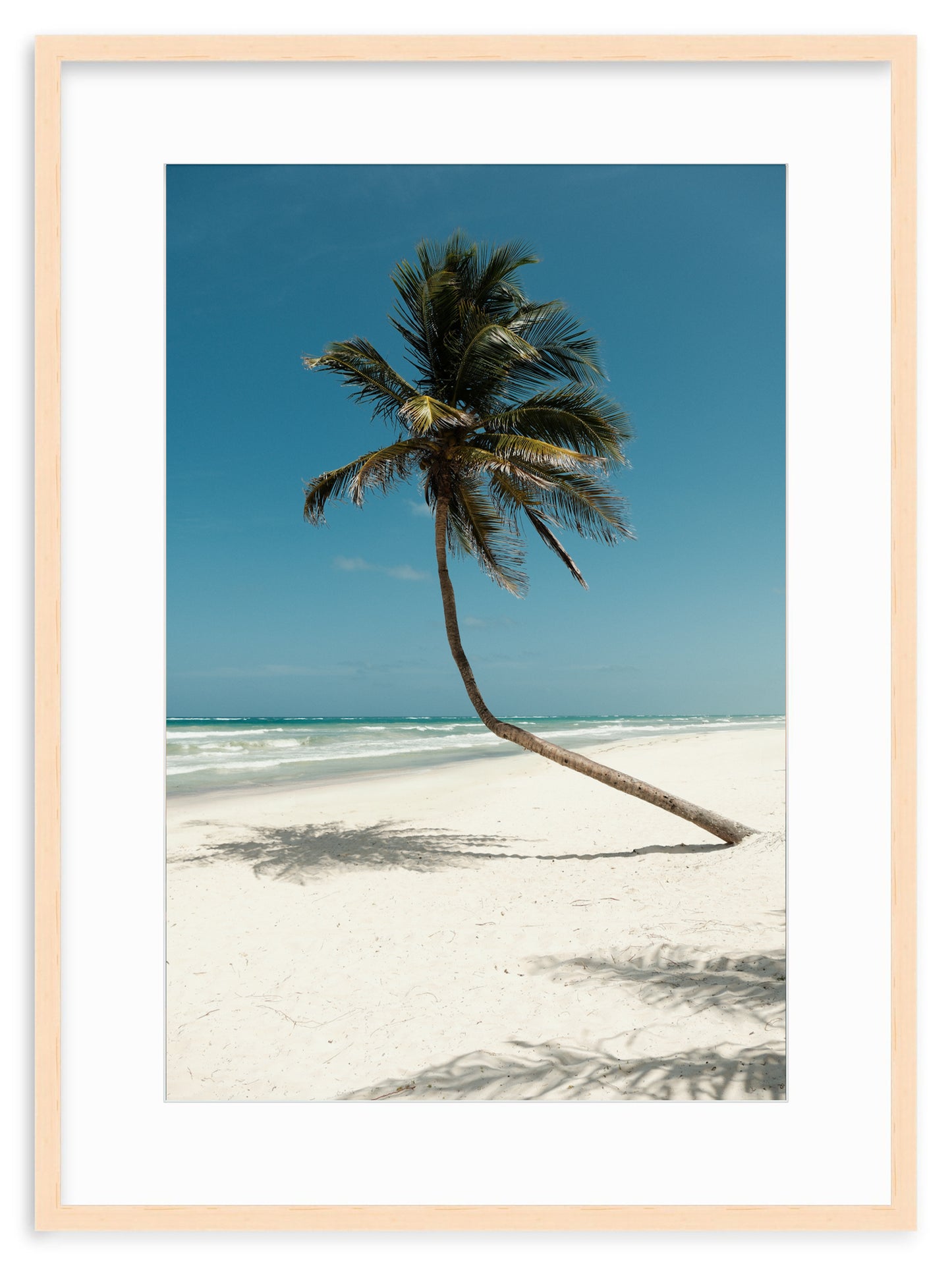 PARADISE PALM