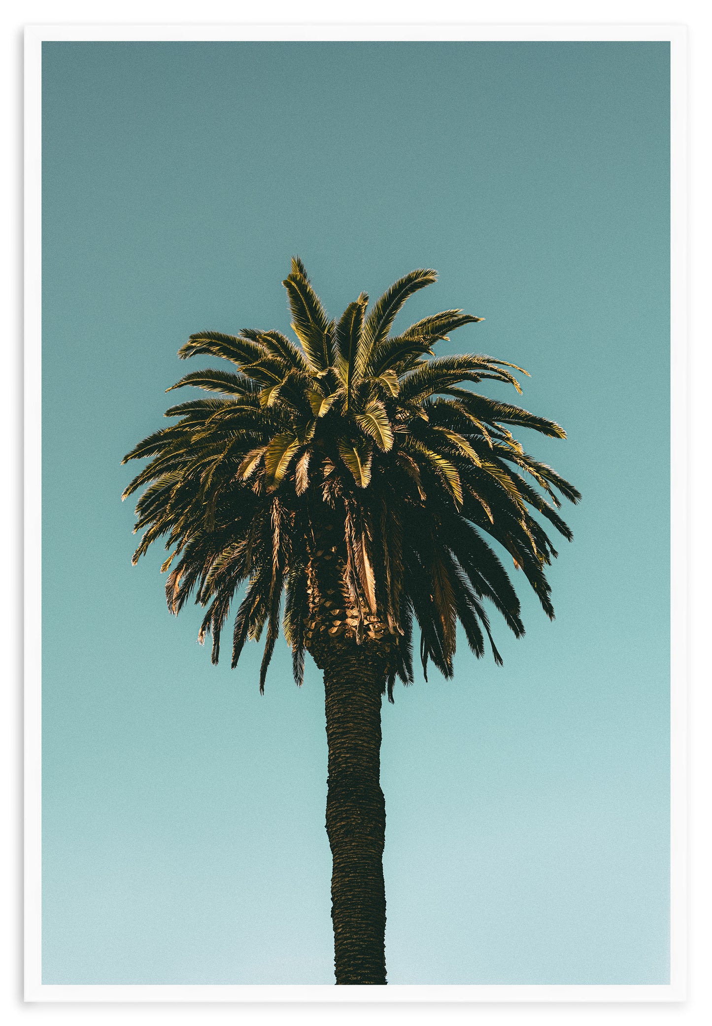 SANTA MONICA PALM II