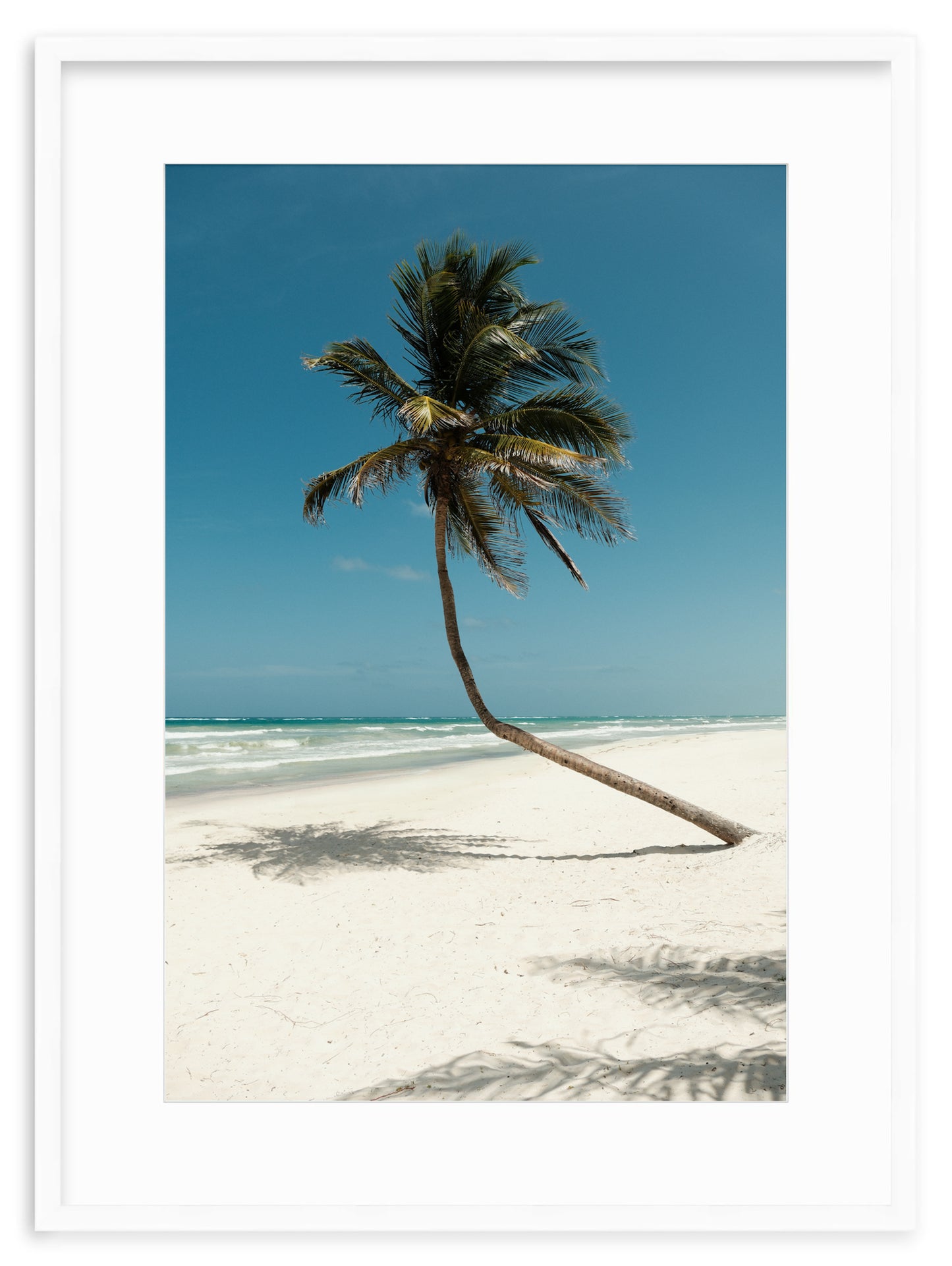 PARADISE PALM