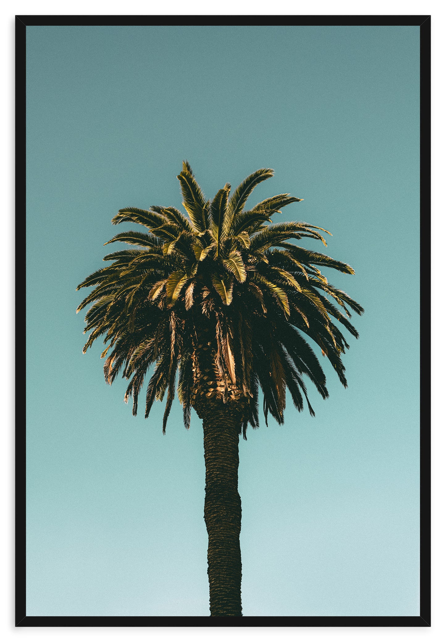 SANTA MONICA PALM II