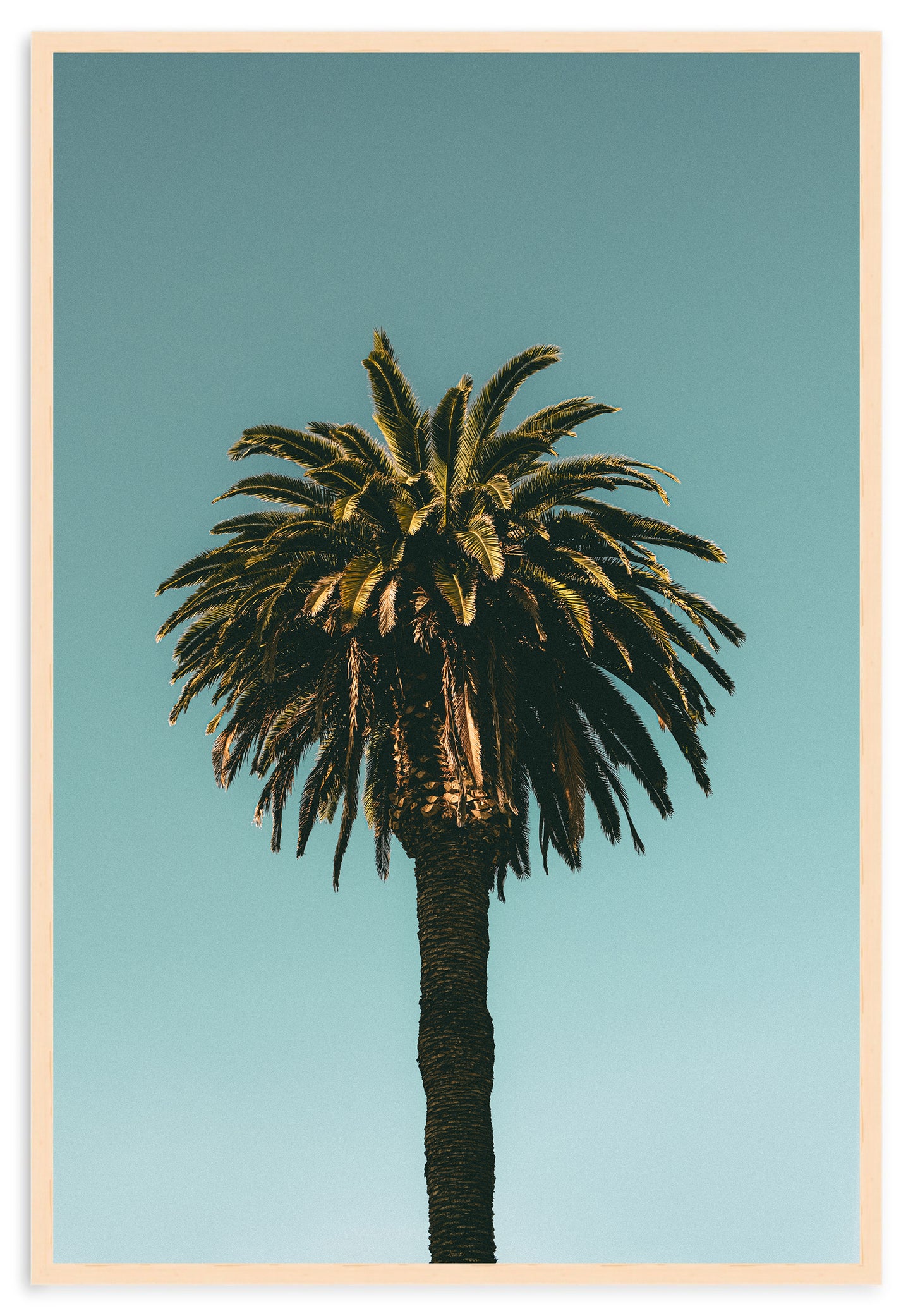 SANTA MONICA PALM II