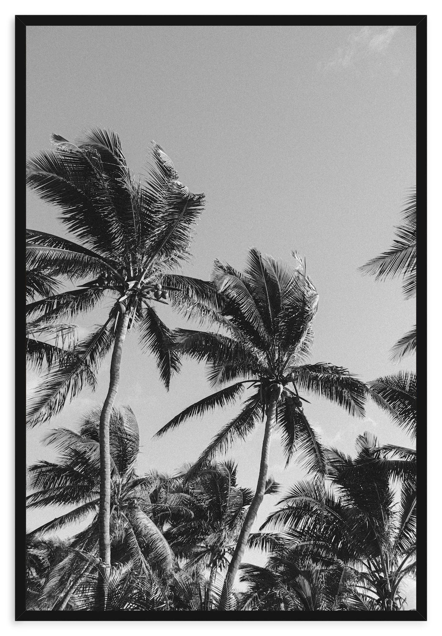 MONOCHROME TROPICS