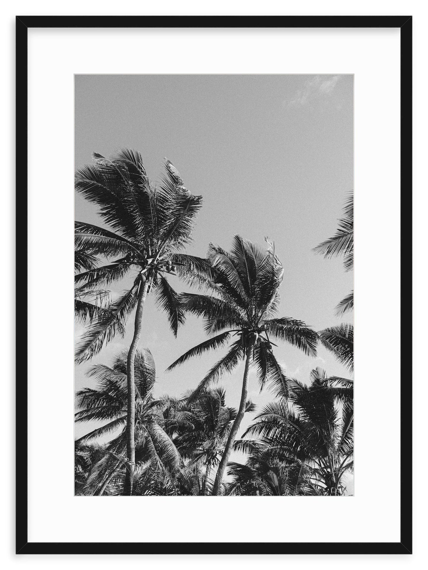 MONOCHROME TROPICS