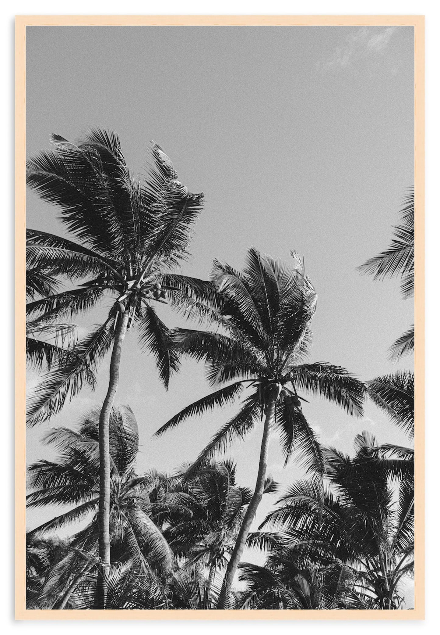 MONOCHROME TROPICS