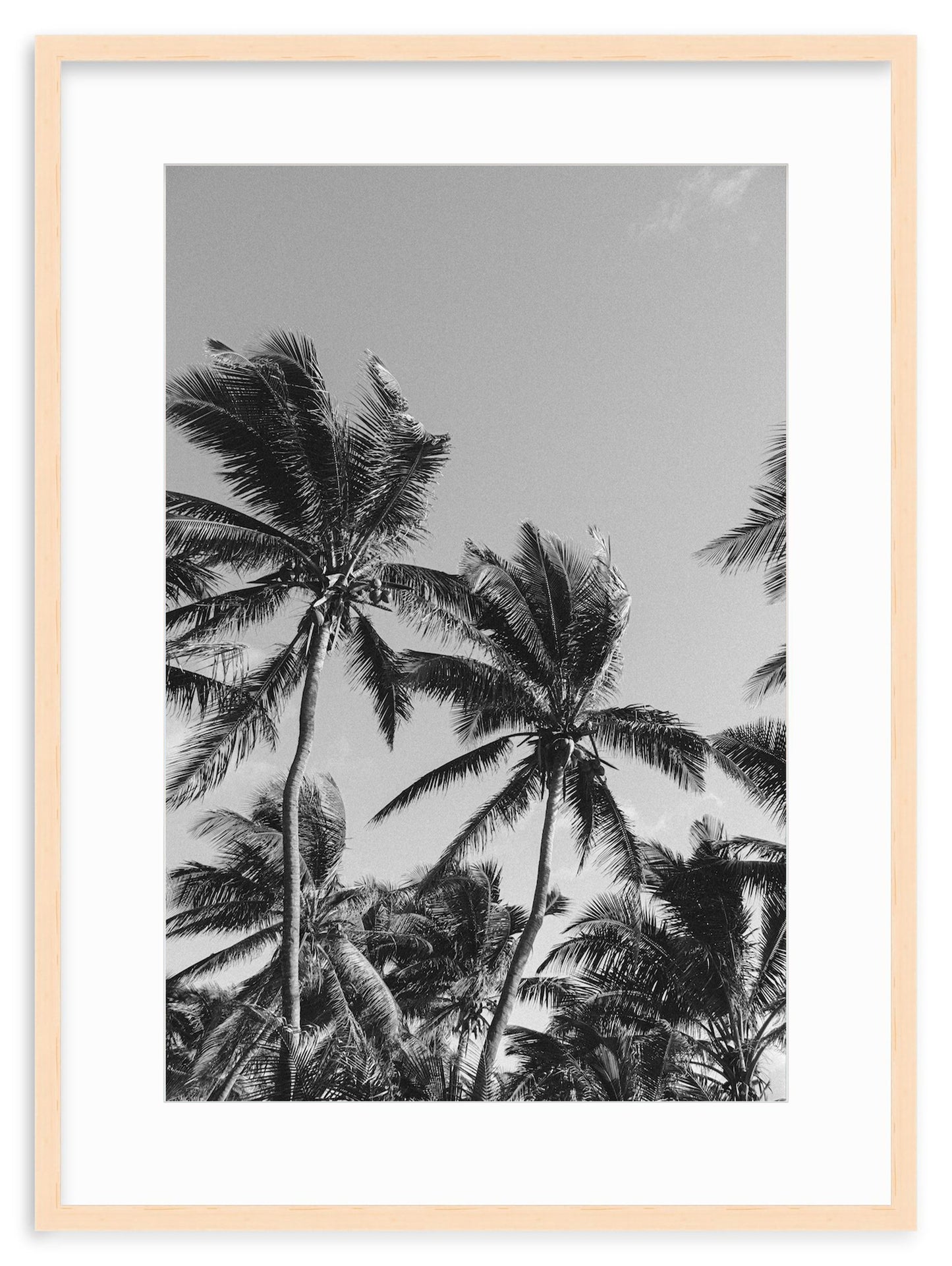 MONOCHROME TROPICS