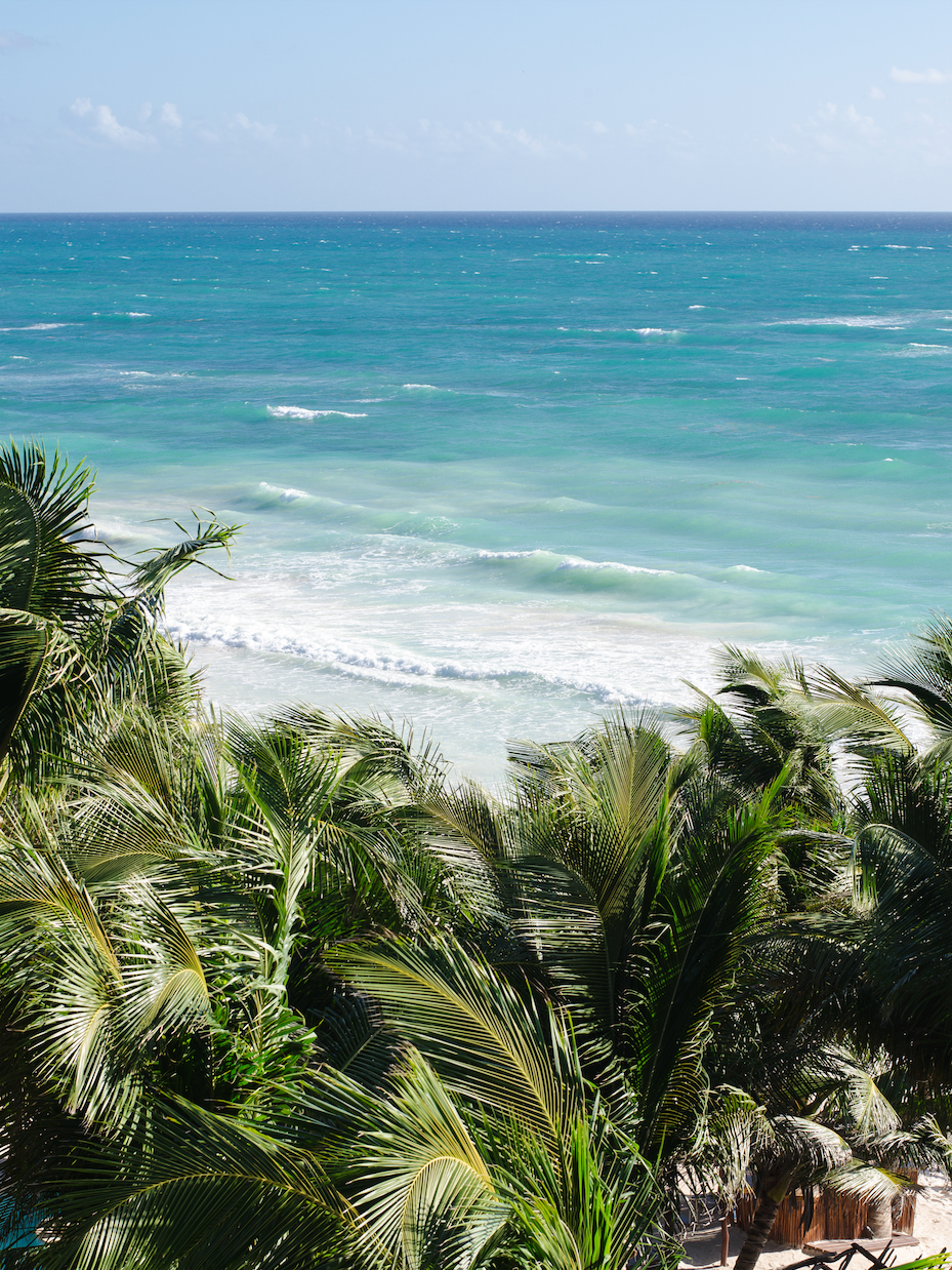 BEYOND THE PALMS