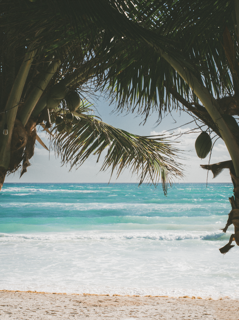 BEYOND THE PALMS II