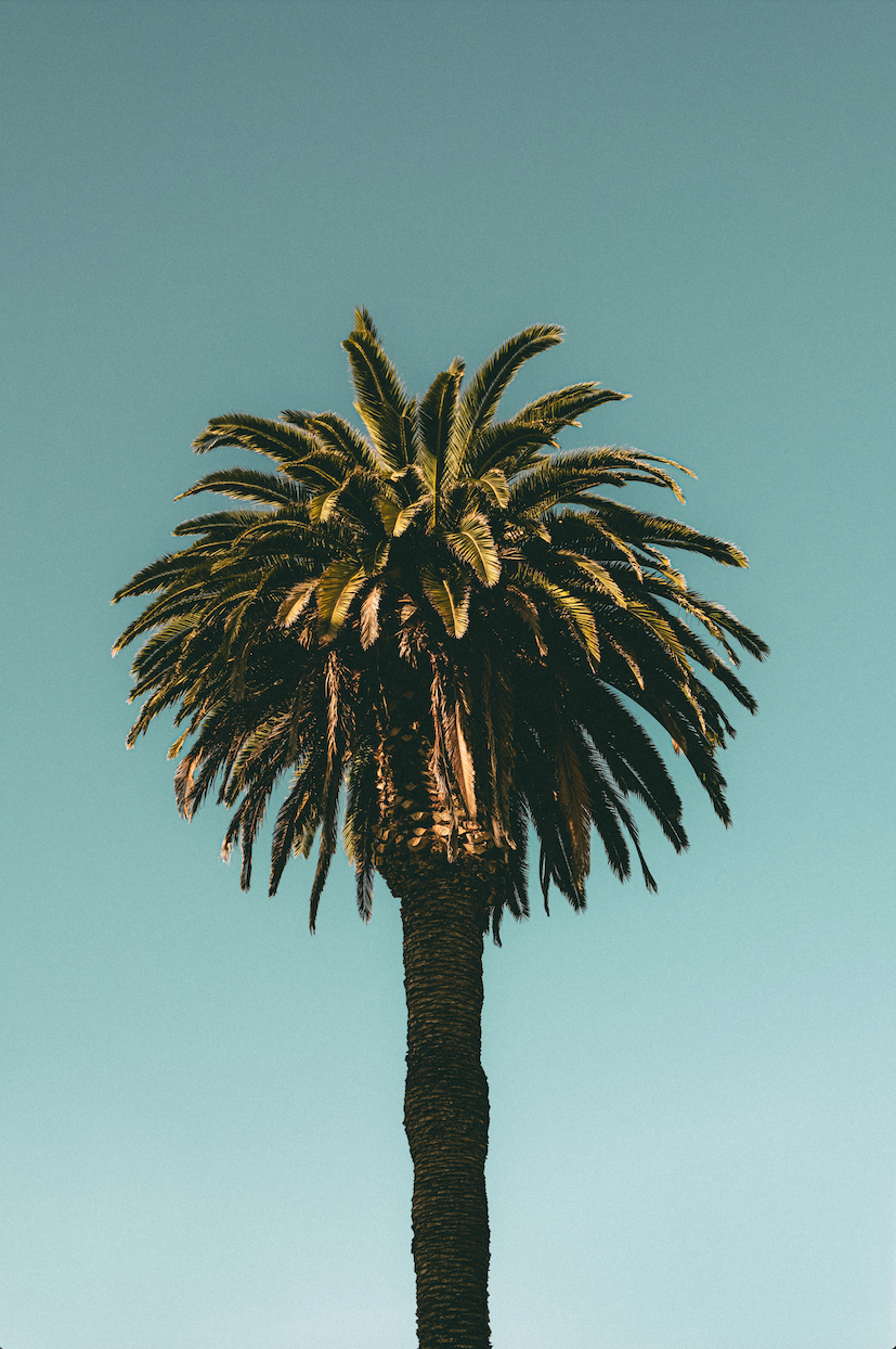 SANTA MONICA PALM II