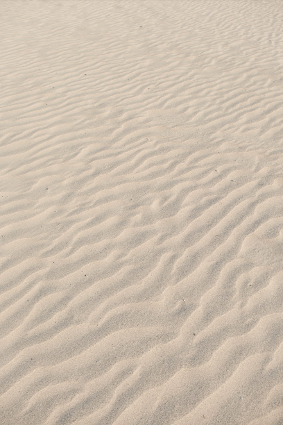 SANDY