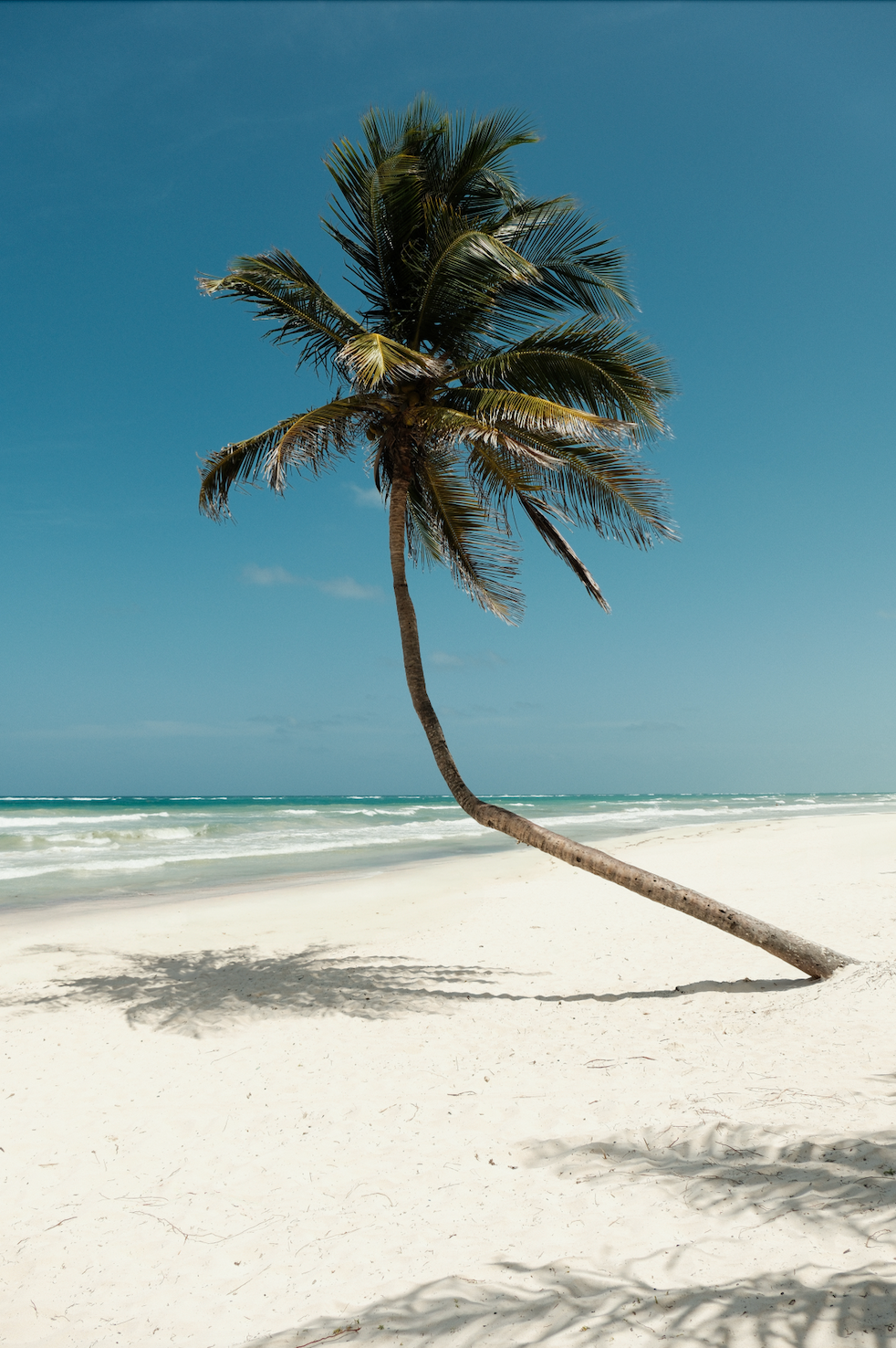 PARADISE PALM