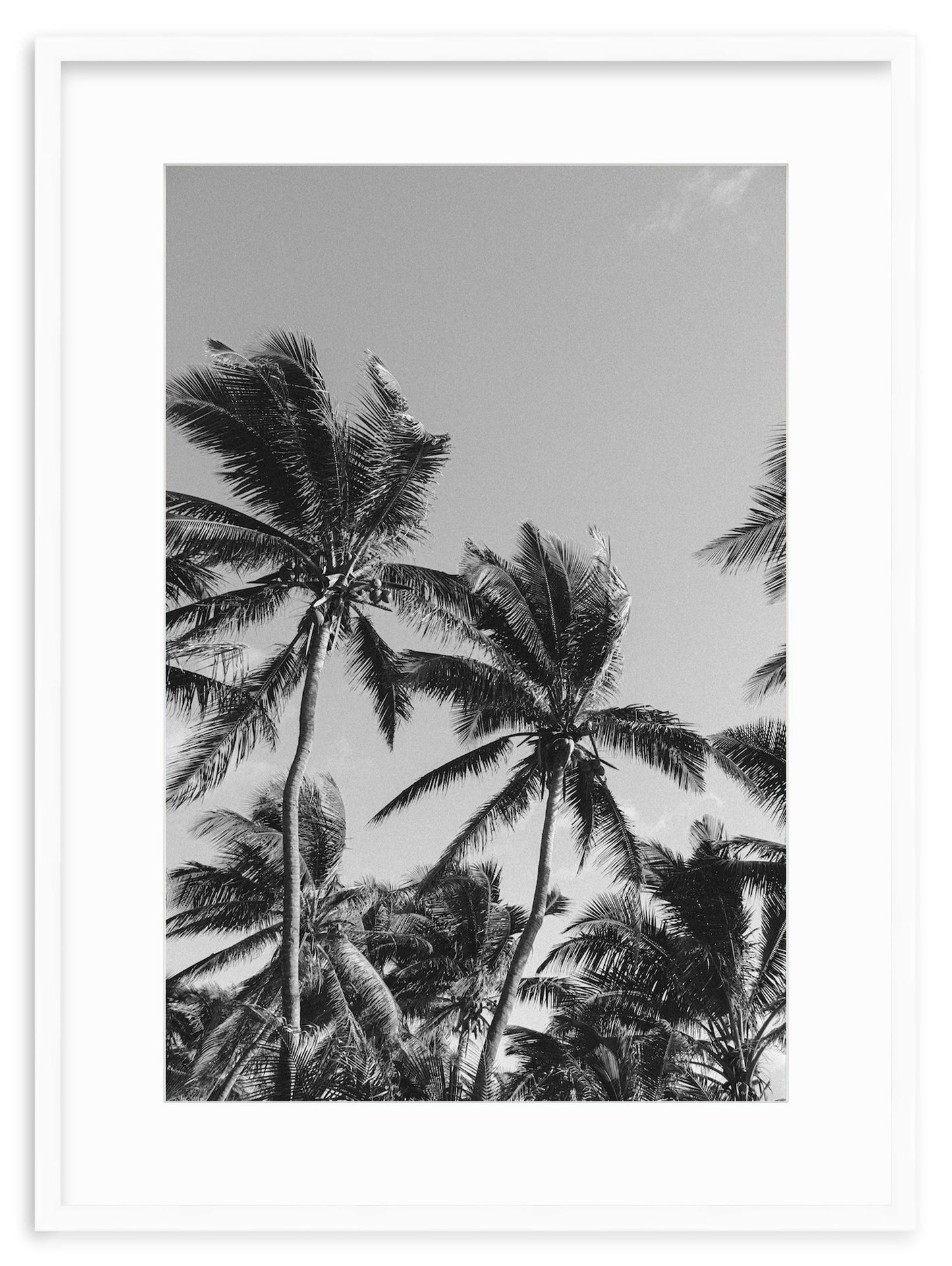 MONOCHROME TROPICS