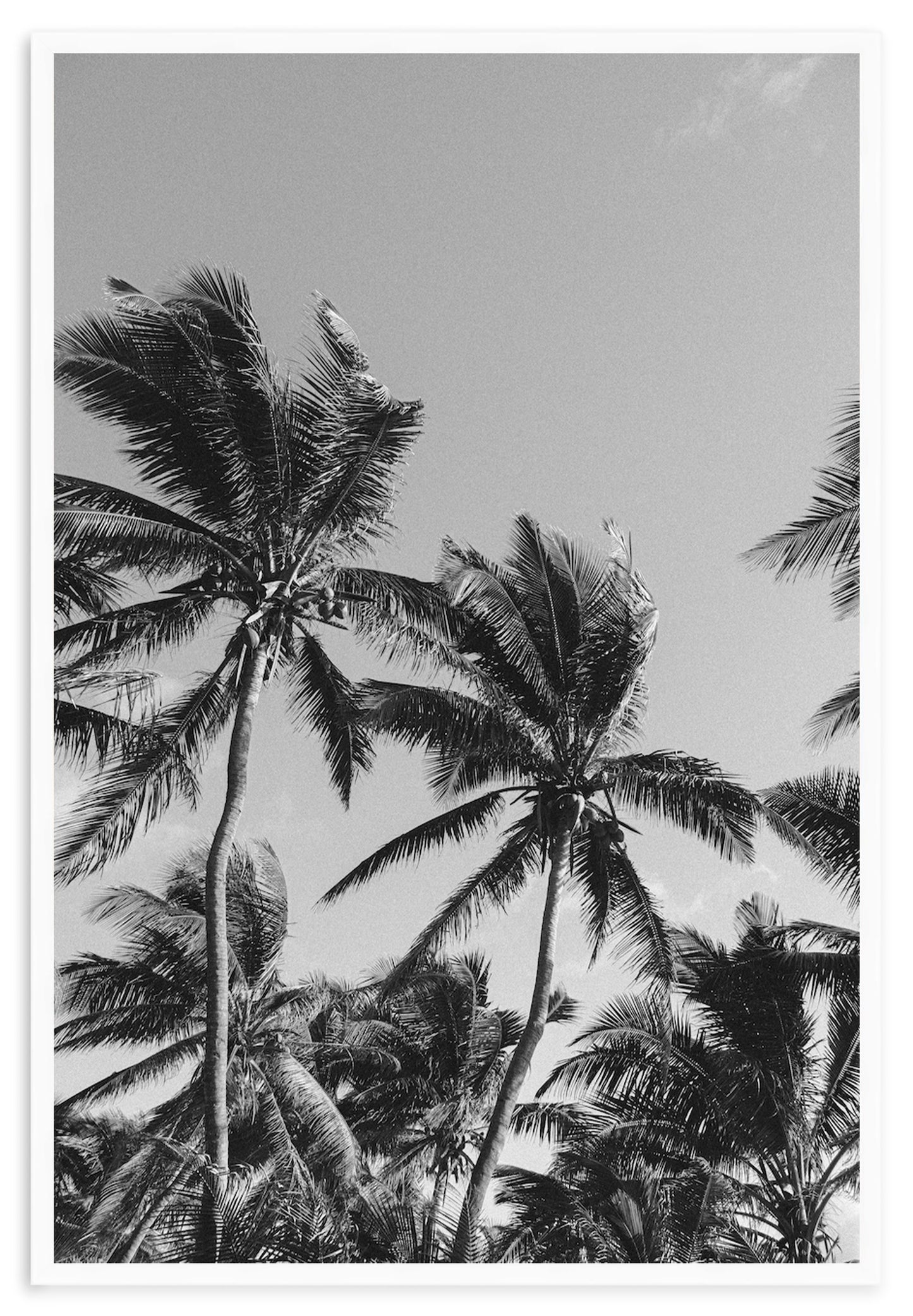 MONOCHROME TROPICS