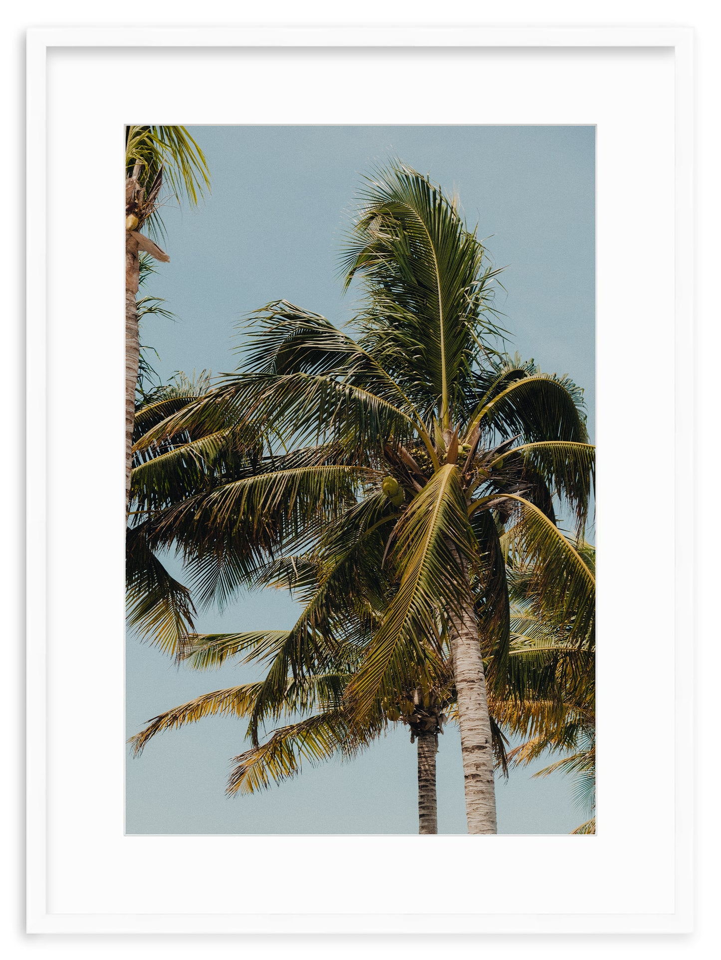 COCONUT WITHIN REACH