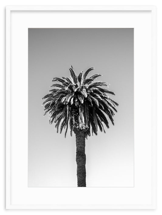 SANTA MONICA PALM