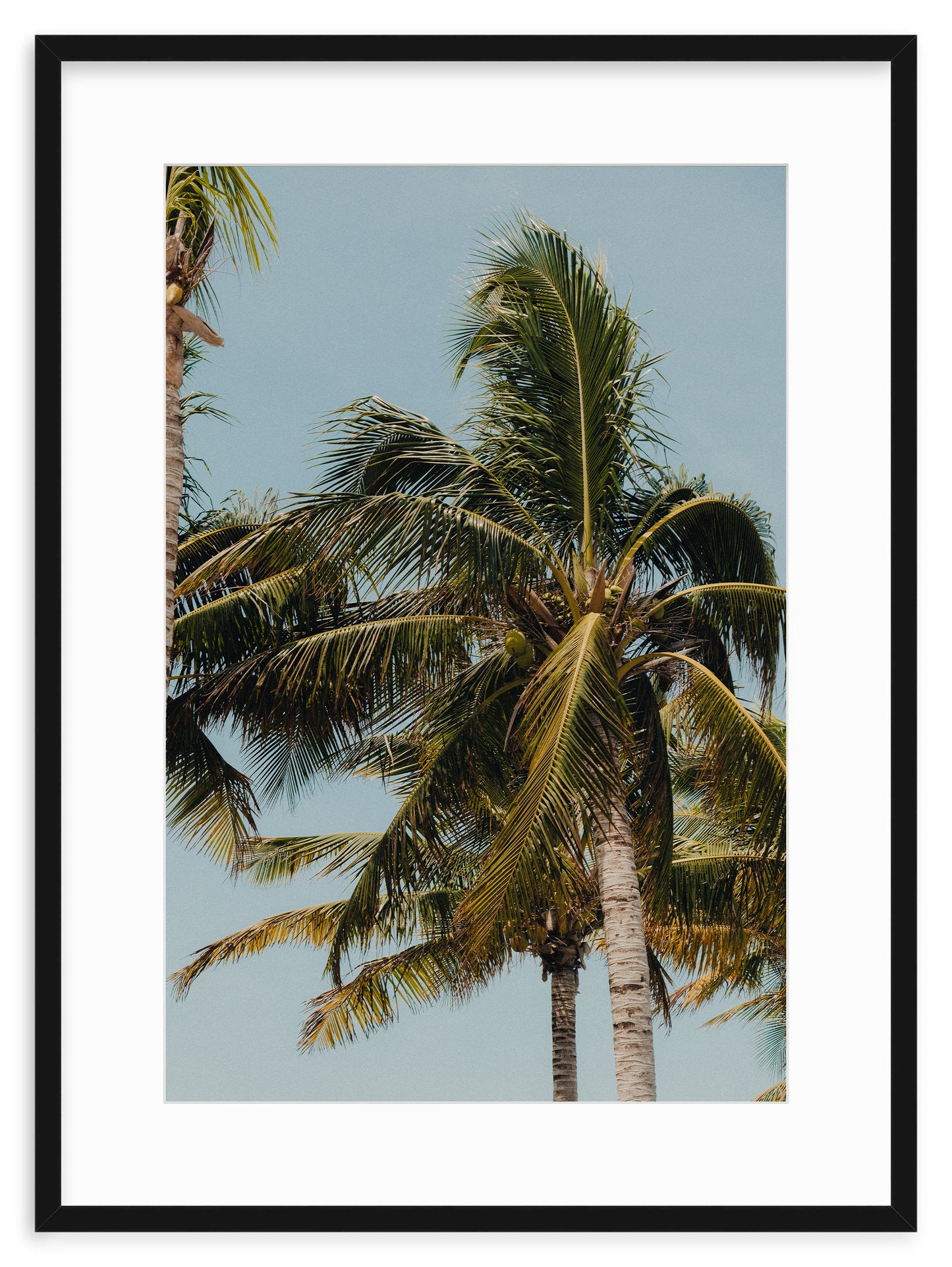 COCONUT WITHIN REACH