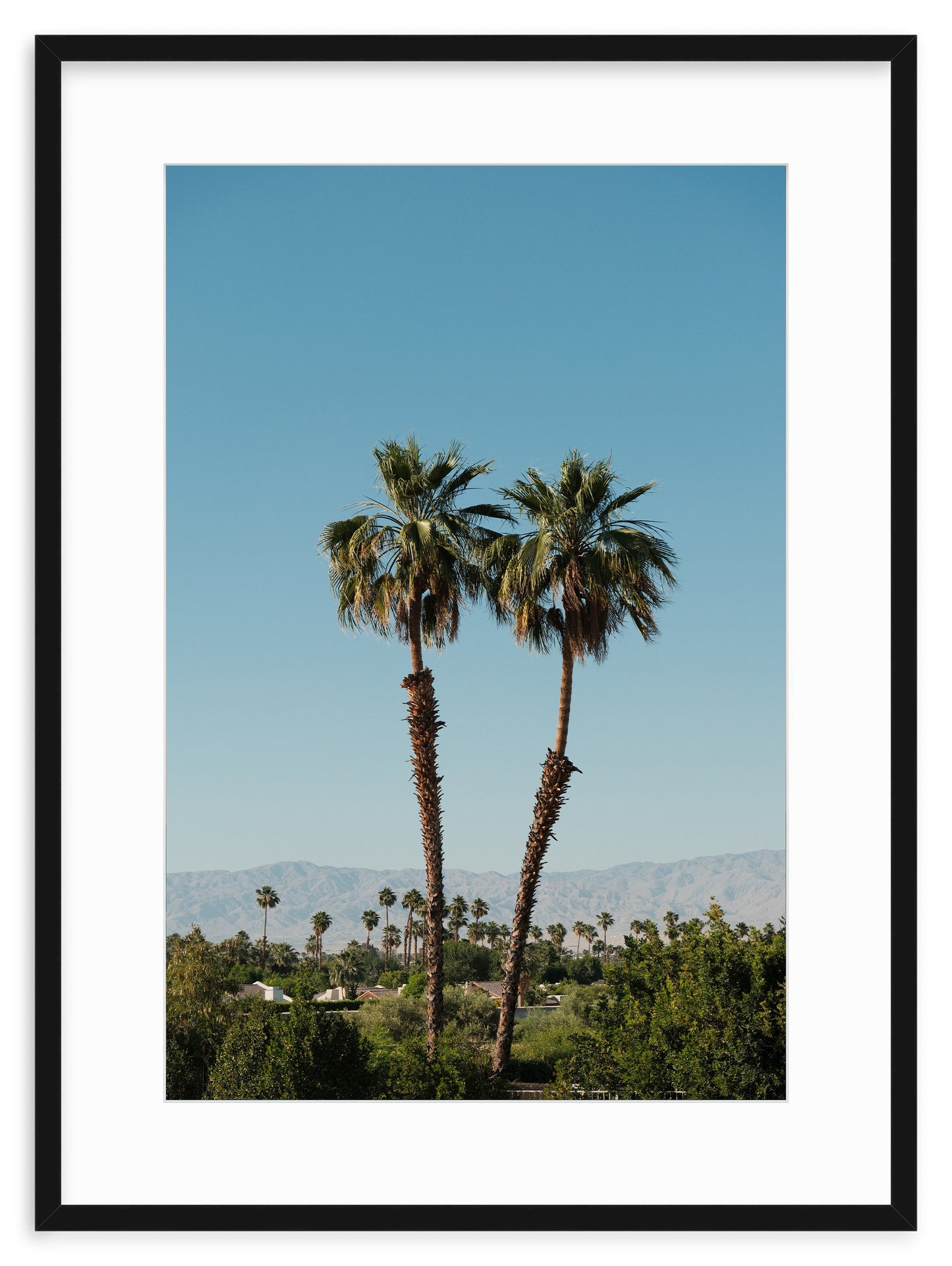 DESERT PALMS