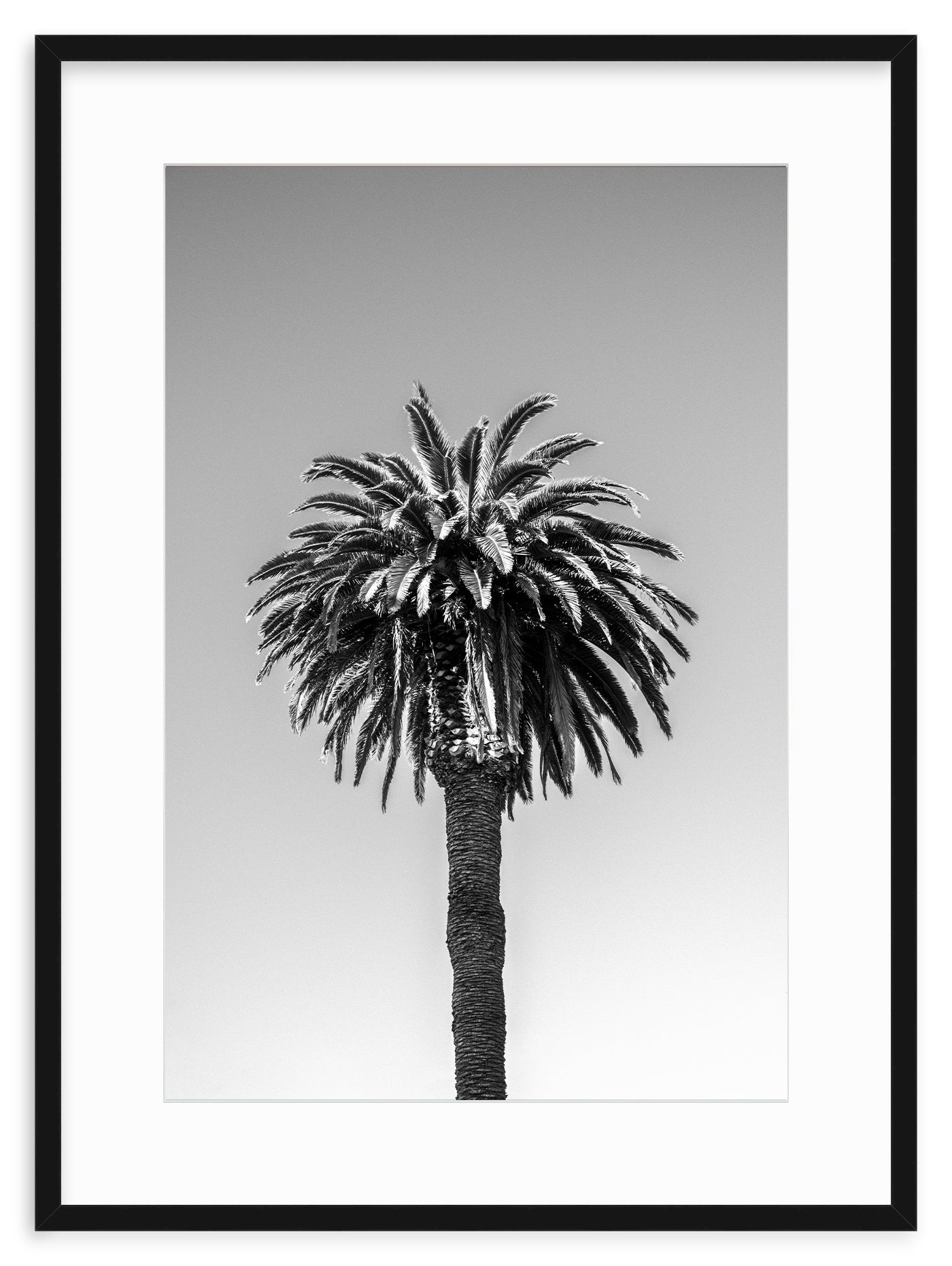 SANTA MONICA PALM