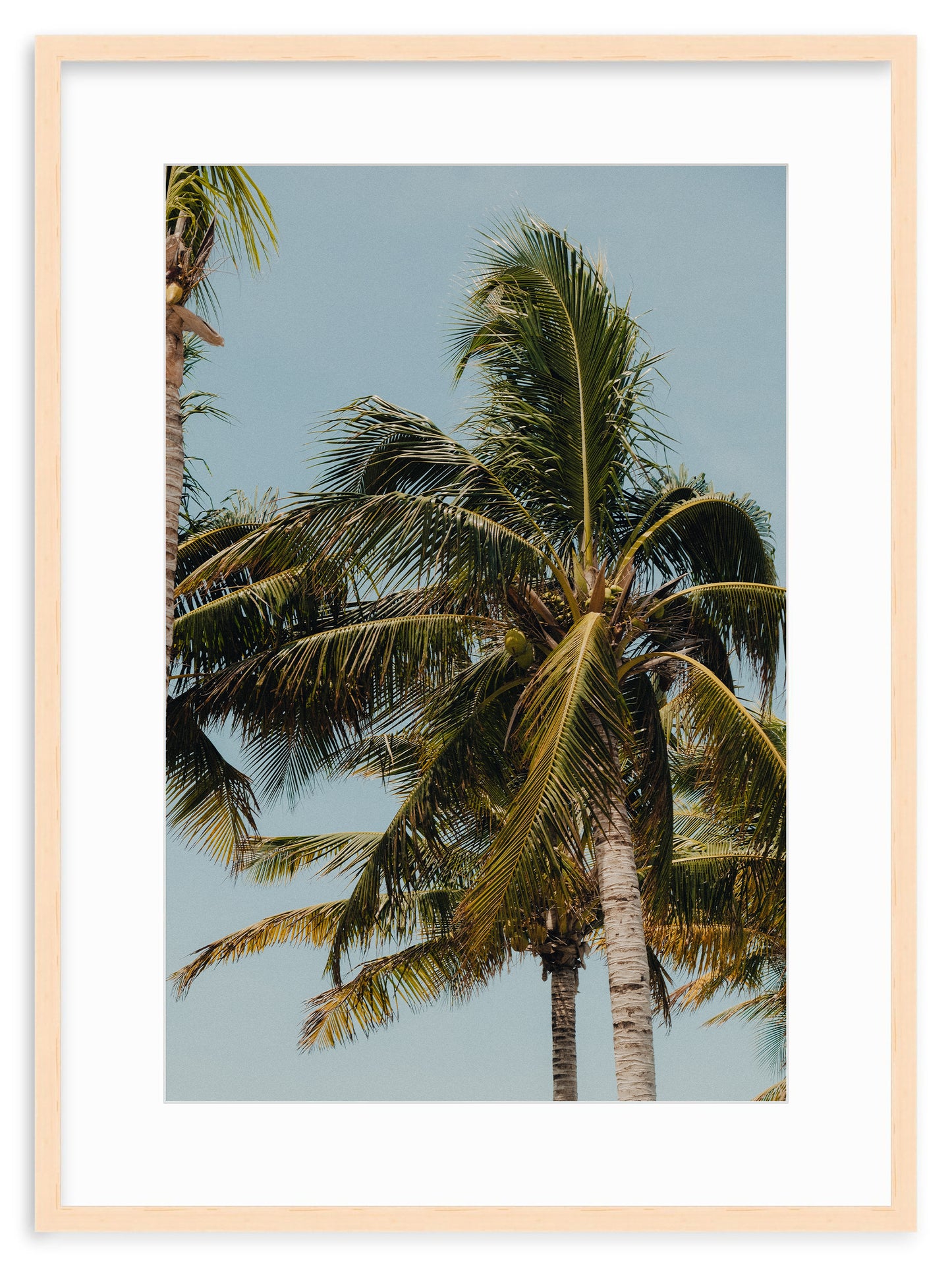 COCONUT WITHIN REACH