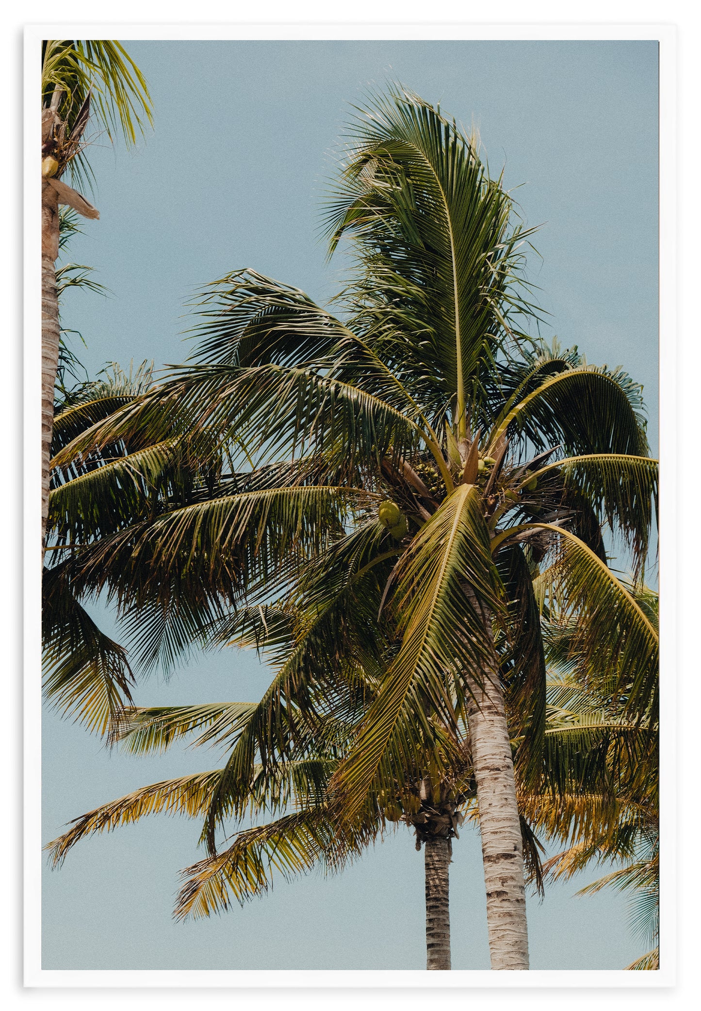 COCONUT WITHIN REACH