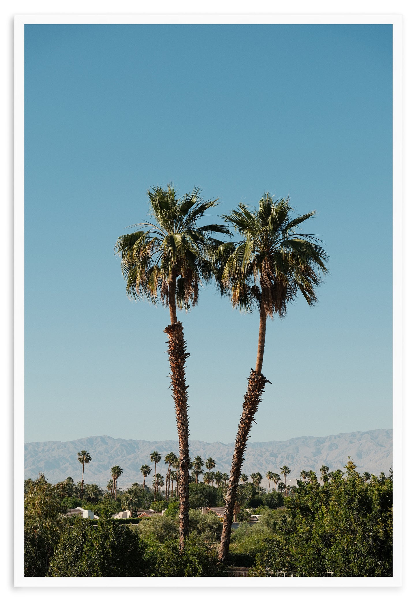 DESERT PALMS