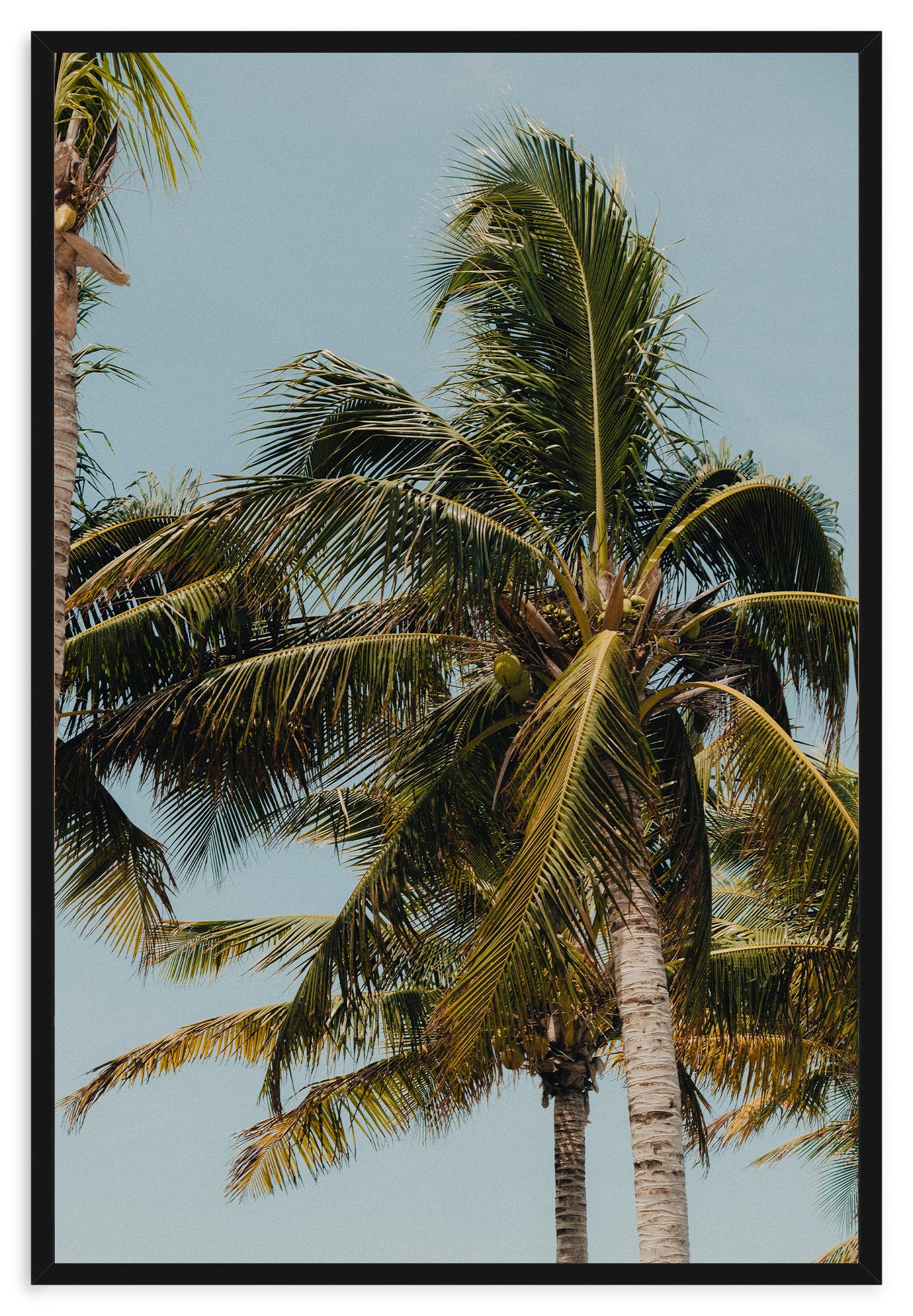 COCONUT WITHIN REACH