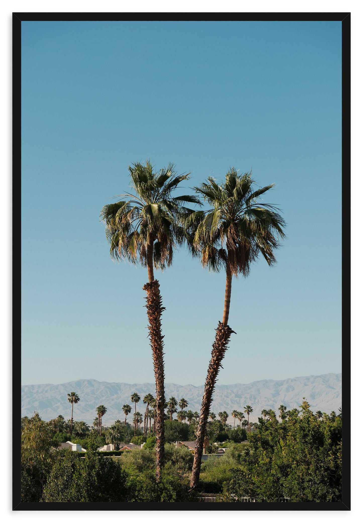 DESERT PALMS