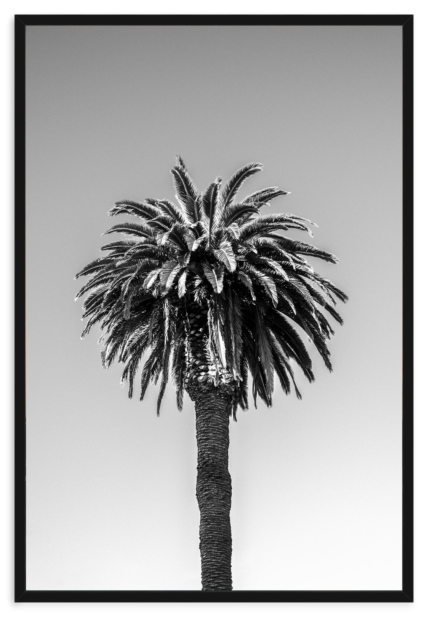 SANTA MONICA PALM