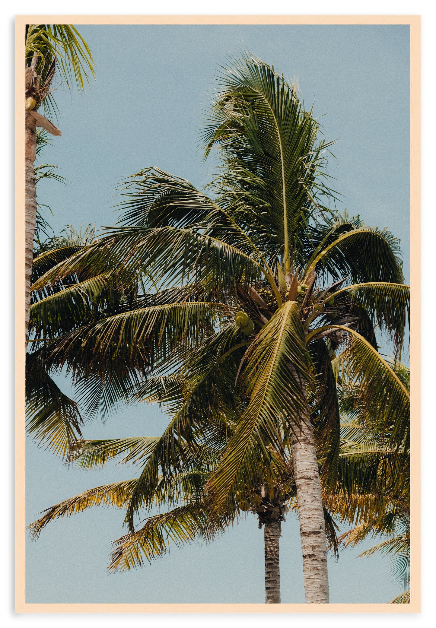 COCONUT WITHIN REACH