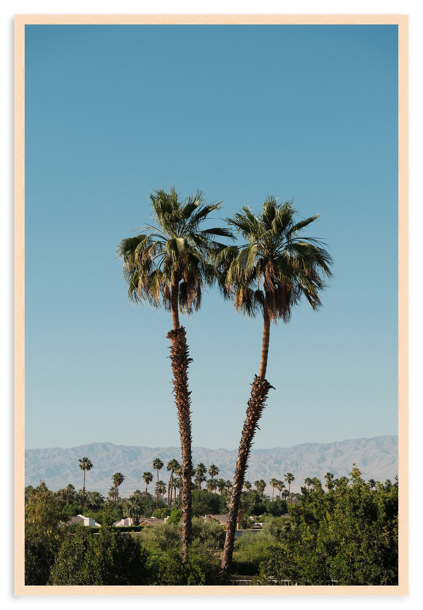 DESERT PALMS