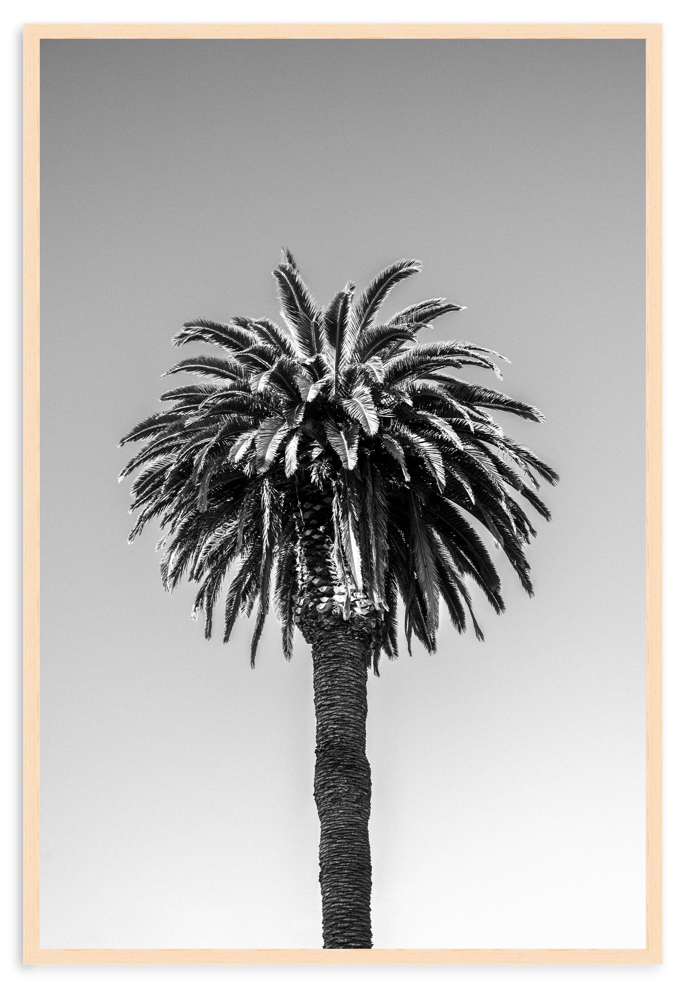 SANTA MONICA PALM