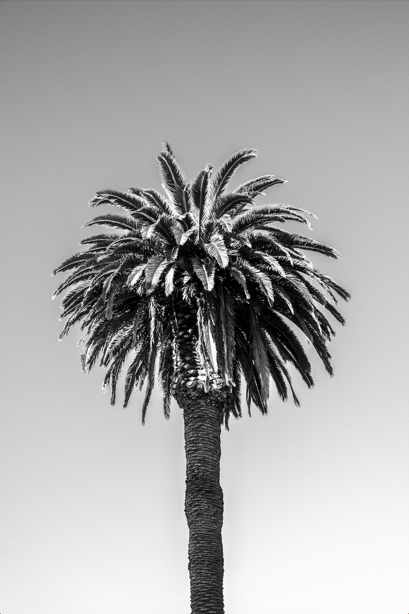 SANTA MONICA PALM