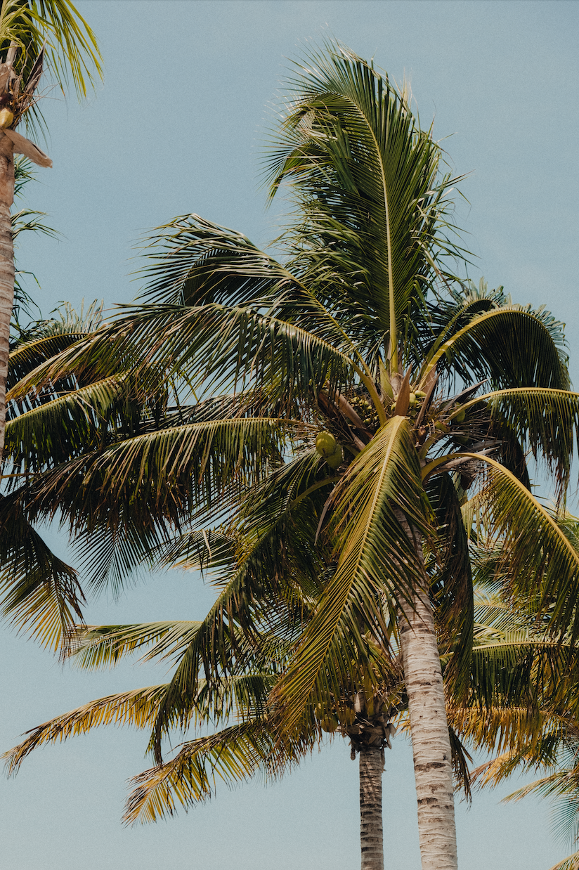COCONUT WITHIN REACH