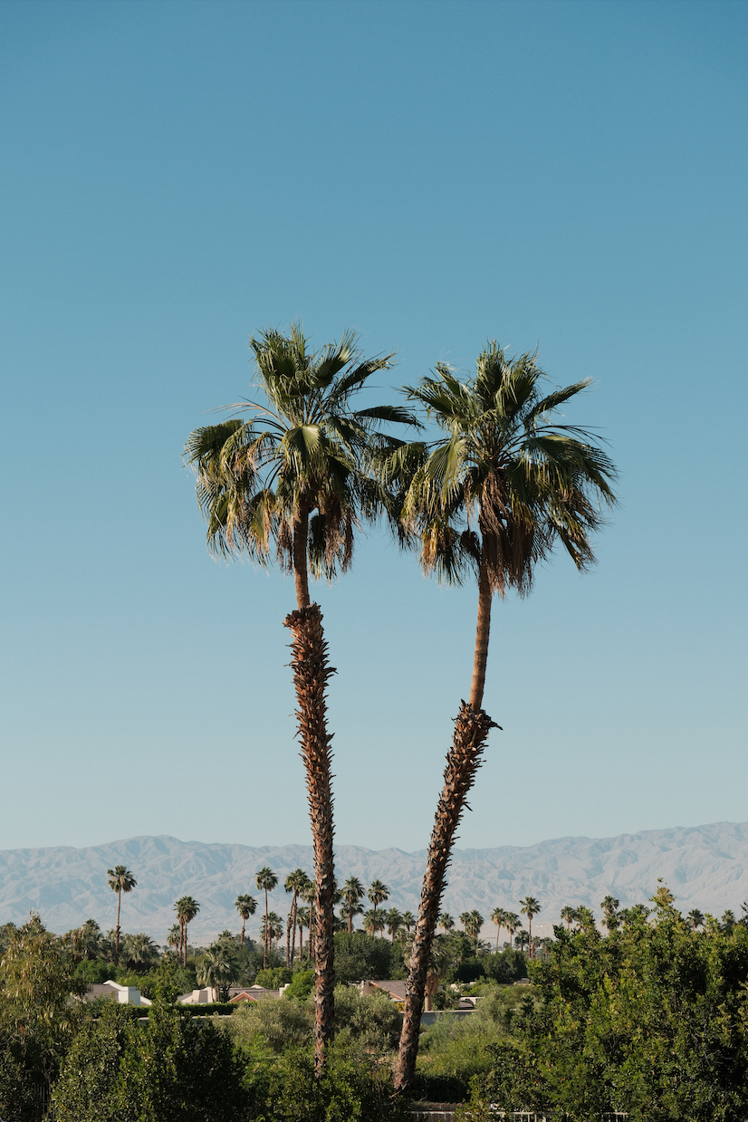 DESERT PALMS